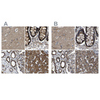 Anti-NDUFV3 Antibody