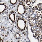 Immunohistochemical staining of human kidney using Anti-NDUFV3 antibody HPA019791.