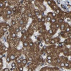 Immunohistochemical staining of human liver using Anti-NDUFV3 antibody HPA019791.