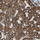 Immunohistochemical staining of human liver using Anti-NDUFV3 antibody HPA019791.