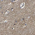 Immunohistochemical staining of human cerebral cortex using Anti-NDUFV3 antibody HPA019791.