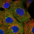 Immunofluorescent staining of human cell line A-431 shows localization to plasma membrane, cytosol & the Golgi apparatus.