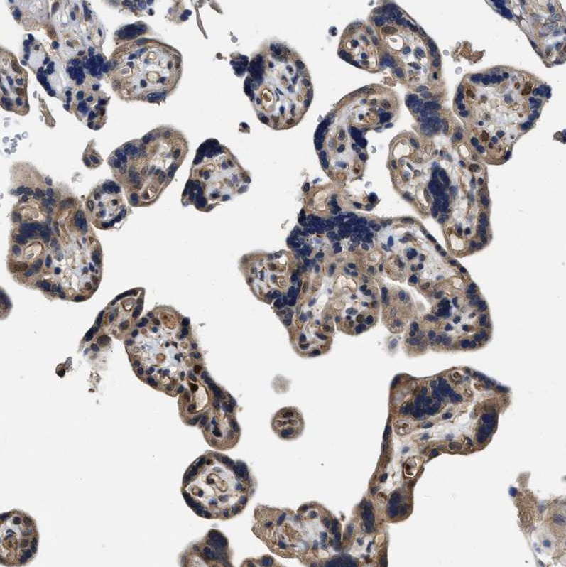 Anti-TRAF6 Antibody