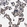 Anti-TRAF6 Antibody