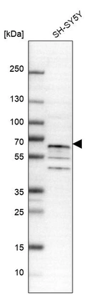 Western blot analysis in human cell line SH-SY5Y.