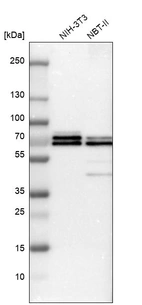 Western blot analysis in mouse cell line NIH-3T3 and rat cell line NBT-II.