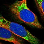 Immunofluorescent staining of human cell line U-2 OS shows localization to nucleoli & mitochondria.