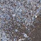Immunohistochemical staining of human spleen shows high expression.