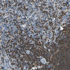Immunohistochemical staining of human spleen shows high expression.