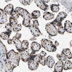Immunohistochemical staining of human placenta shows moderate to strong nuclear positivity in trophoblastic cells.