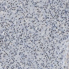 Immunohistochemical staining of human pancreas shows very weak nuclear positivity in exocrine glandular cells.
