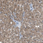 Anti-NUDT5 Antibody