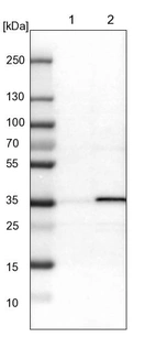 Lane 1: NIH-3T3 cell lysate (Mouse embryonic fibroblast cells)_br/_Lane 2: NBT-II cell lysate (Rat Wistar bladder tumour cells)
