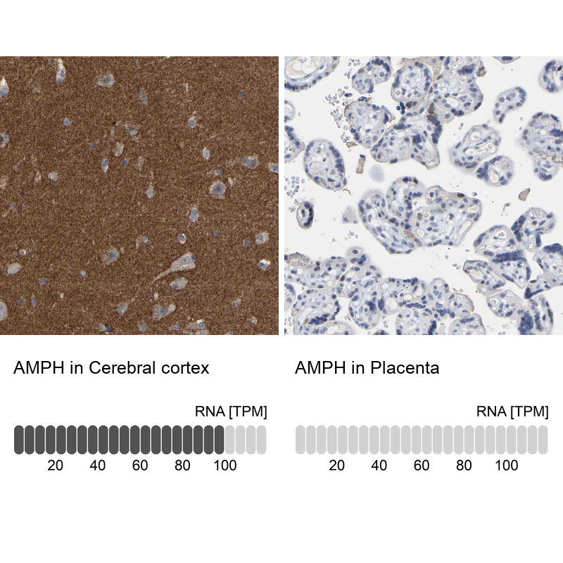 Anti-AMPH Antibody
