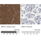 Anti-AMPH Antibody