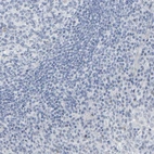 Immunohistochemical staining of human tonsil shows no positivity in non-germinal center cells as expected.