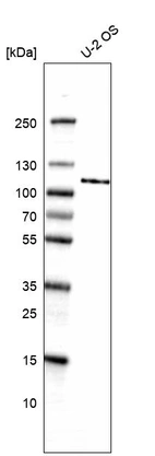 Western blot analysis in human cell line U-2 OS.