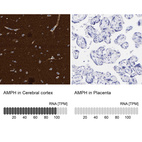 Anti-AMPH Antibody