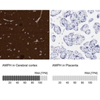 Anti-AMPH Antibody