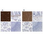 Immunohistochemical staining of human cerebral cortex, colon, placenta and tonsil using Anti-AMPH antibody HPA019829 (A) shows similar protein distribution across tissues to independent antibody HPA019828 (B).