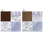 Immunohistochemical staining of human cerebral cortex, colon, placenta and tonsil using Anti-AMPH antibody HPA019829 (A) shows similar protein distribution across tissues to independent antibody HPA019828 (B).