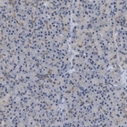 Immunohistochemical staining of human pancreas shows low positivity in exocrine glandular cells as expected.