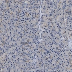 Immunohistochemical staining of human pancreas shows low positivity in exocrine glandular cells as expected.