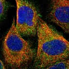 Immunofluorescent staining of human cell line U-2 OS shows localization to cytosol.