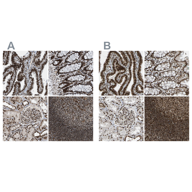 Anti-NUMA1 Antibody