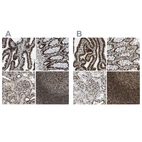 Anti-NUMA1 Antibody