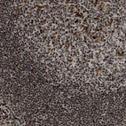 Immunohistochemical staining of human tonsil shows strong nuclear positivity in non-germinal center cells and germinal center cells.