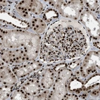 Immunohistochemical staining of human kidney shows strong nuclear positivity in cells in tubules and cells in glomeruli.