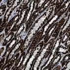 Immunohistochemical staining of human kidney shows strong positivity in cytoplasm granular in cells in tubules.
