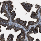 Immunohistochemical staining of human fallopian tube shows strong positivity in cytoplasm granular in glandular cells.