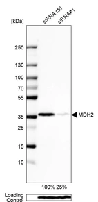 Western blot analysis in HEK293 cells transfected with control siRNA, target specific siRNA probe #1, using Anti-MDH2 antibody. Remaining relative intensity is presented. Loading control: Anti-PPIB.