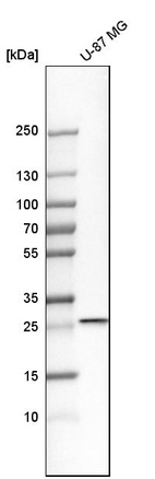 Anti-RAB27B Antibody