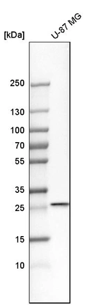 Western blot analysis in human cell line U-87 MG.