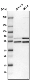 Western blot analysis in mouse cell line NIH-3T3 and rat cell line NBT-II.