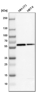 Western blot analysis in mouse cell line NIH-3T3 and rat cell line NBT-II.