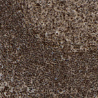 Immunohistochemical staining of human tonsil shows strong nuclear positivity in non-germinal center cells and germinal center cells.