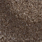 Immunohistochemical staining of human tonsil shows strong nuclear positivity in non-germinal center cells and germinal center cells.