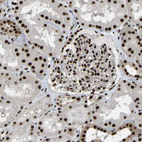 Immunohistochemical staining of human kidney shows strong nuclear positivity in cells in tubules and cells in glomeruli.