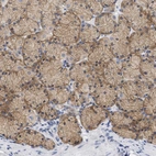 Anti-TRIM50 Antibody