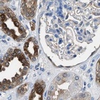 Immunohistochemical staining of human kidney using Anti-GSTP1 antibody HPA019869.