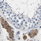 Immunohistochemical staining of human testis using Anti-GSTP1 antibody HPA019869.