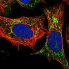 Immunofluorescent staining of human cell line U-2 OS shows localization to cytosol & mitochondria.