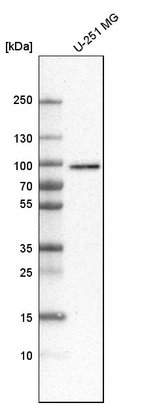 Western blot analysis in human cell line U-251 MG.