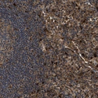 Immunohistochemical staining of human lymph node shows strong cytoplasmic positivity in non-germinal center cells.