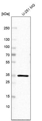 Western blot analysis in human cell line U-251 MG.