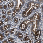 Immunohistochemical staining of human duodenum shows strong cytoplasmic positivity in glandular cells.